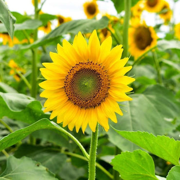 Sunflower Seeds for Planting