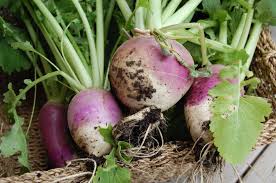 Turnip Seeds - Non-GMO