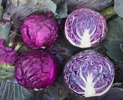 cabbage seeds Purple