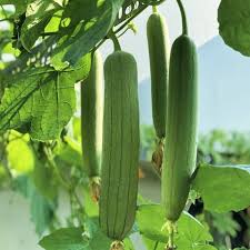 伝統的なヘチマの種 – 非遺伝子組み換え