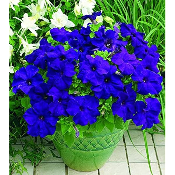 Petunias Seeds Color Blue