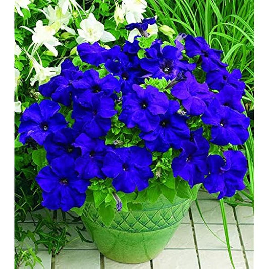 Petunias Seeds Color Blue