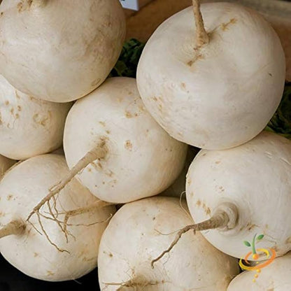 White Radish Seeds for Planting