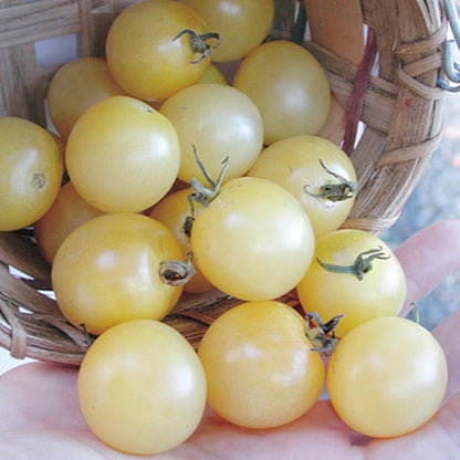 Cherry Tomato Seeds White