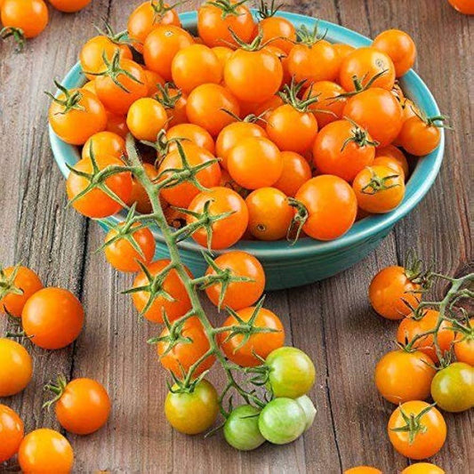 Sonnen Gold Hybrid Tomatensamen