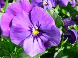 Light Purple Johnny Jump Up Viola Seeds for Garden