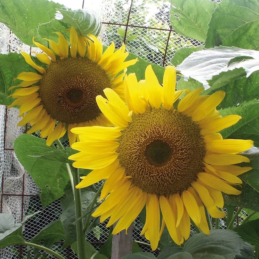 Sunflower Seeds for Planting