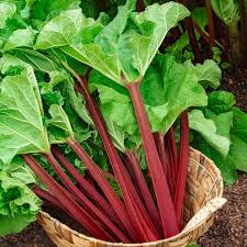 Semi di Rabarbaro per Piantare - Semi da Giardino