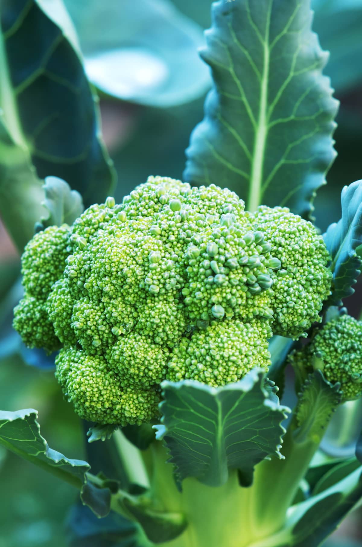 Semi di broccoli per piantare – Varietà da giardino