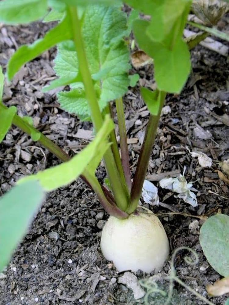 White Radish Seeds for Planting