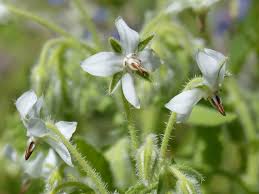 White Borage Seeds for Garden Planting