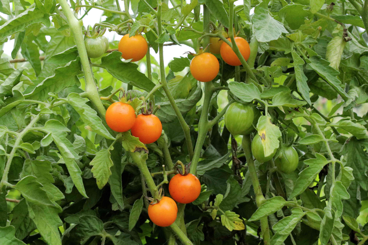 Sonnen Gold Hybrid Tomatensamen