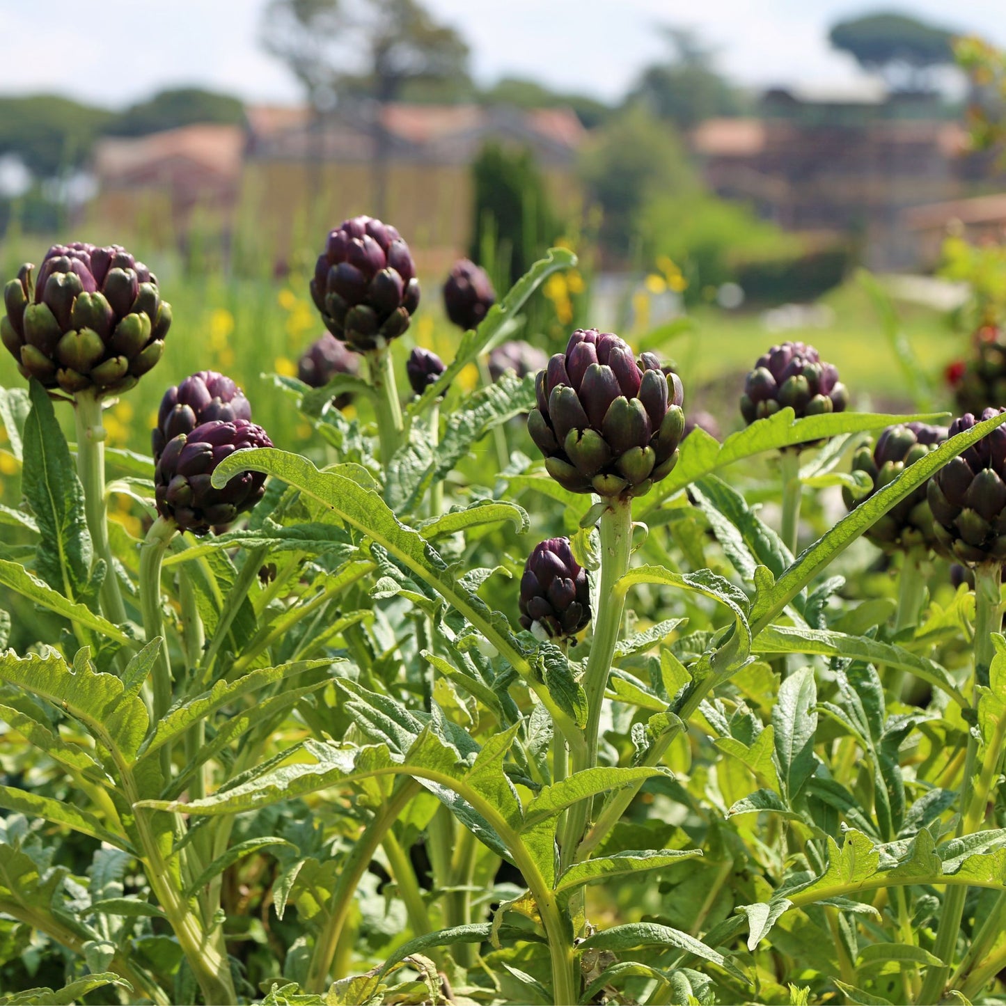 Semi di carciofo per coltivare un giardino