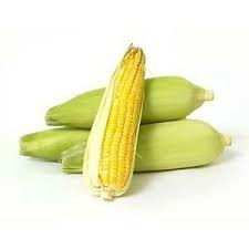 野菜スイートコーンハイブリッド種子