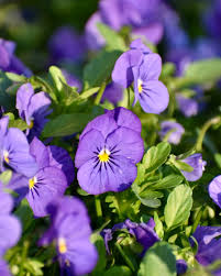 Light Purple Johnny Jump Up Viola Seeds for Garden