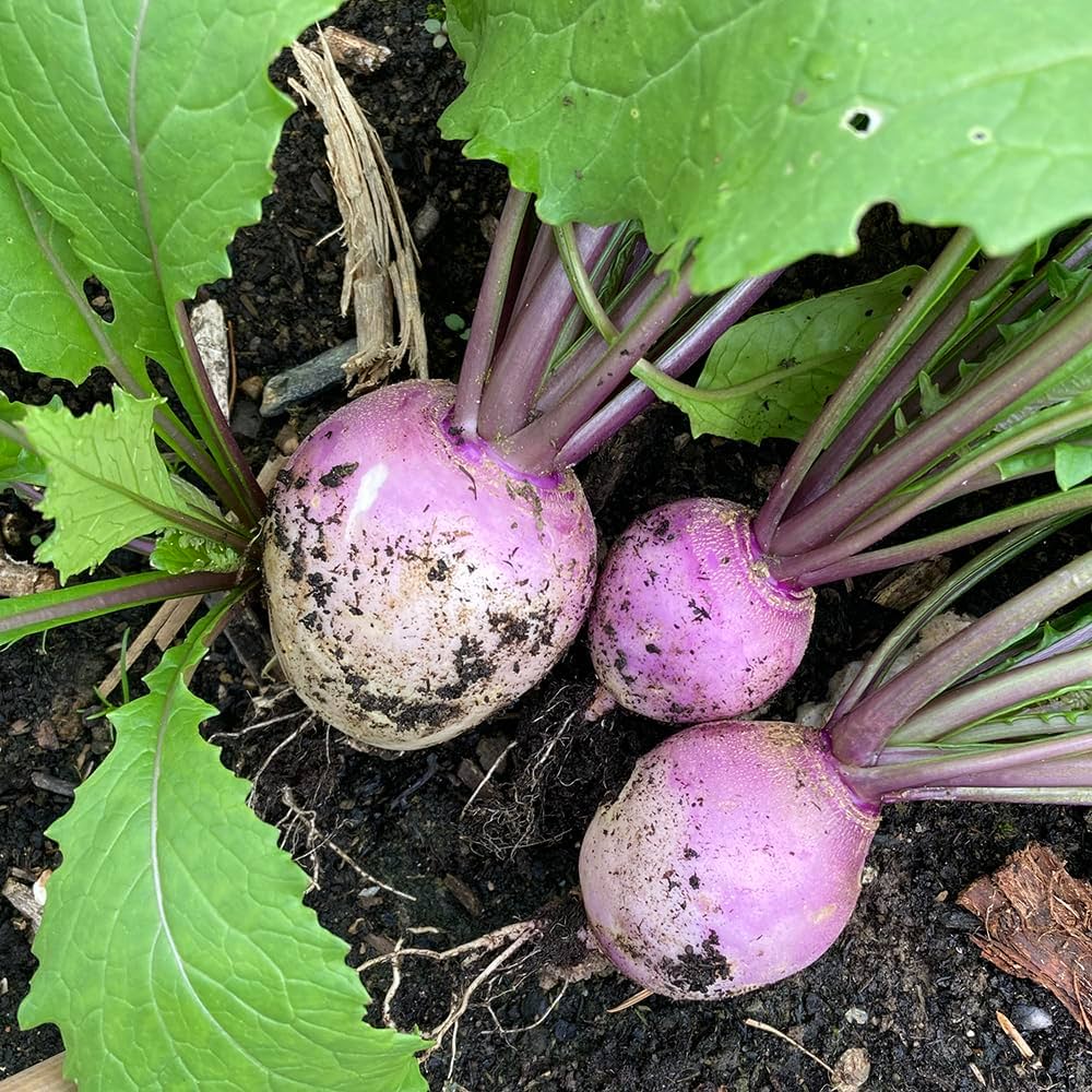 Turnip Roots Real Turnip Seeds for Planting – Non-GMO, Heirloom, Root Vegetable – Pure ...