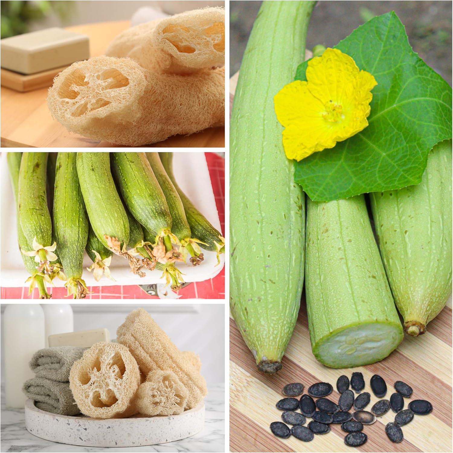 loofah plant seeds for sale Luffa (Loofah) Gourd Seeds for Planting – Heirloom, Non-GMO, Annual, E – Pure Asia Seeds