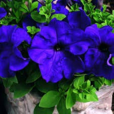Petunias Seeds Color Blue