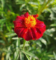 African Marigold Seeds for planting Red