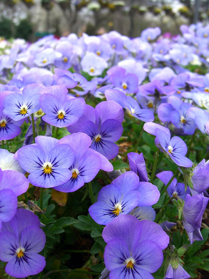 Light Purple Johnny Jump Up Viola Seeds for Garden
