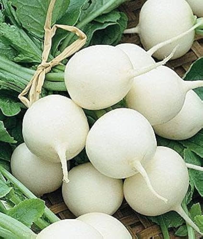 White Radish Seeds for Planting