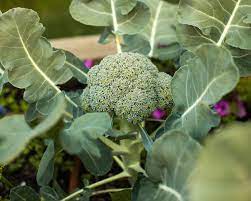Semi di broccoli per piantare – Varietà da giardino