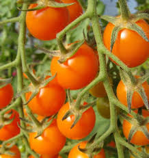 Sonnen Gold Hybrid Tomatensamen