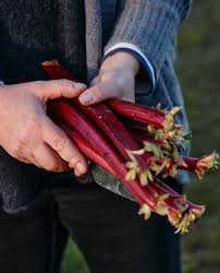 Semi di Rabarbaro per Piantare - Semi da Giardino