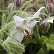 White Borage Seeds for Garden Planting
