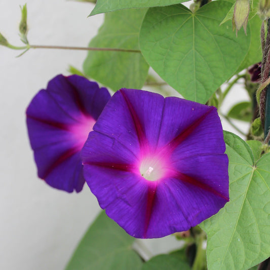 Morning Glory 'Star of Yelta' Flower Seeds