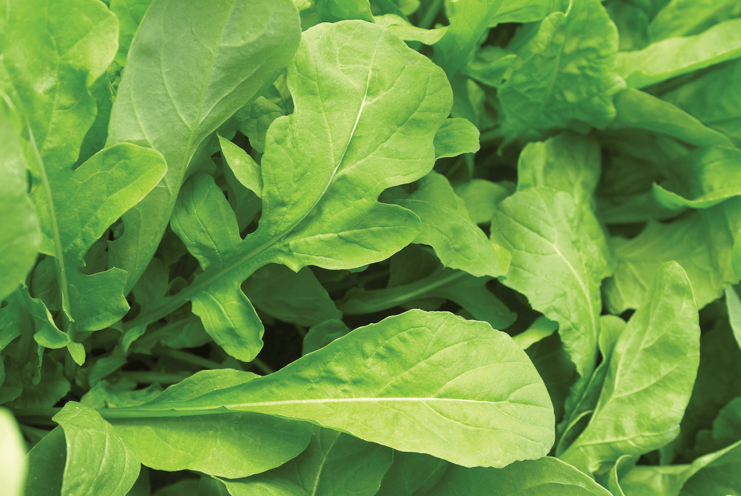 Astro Arugula Lettuce Seeds