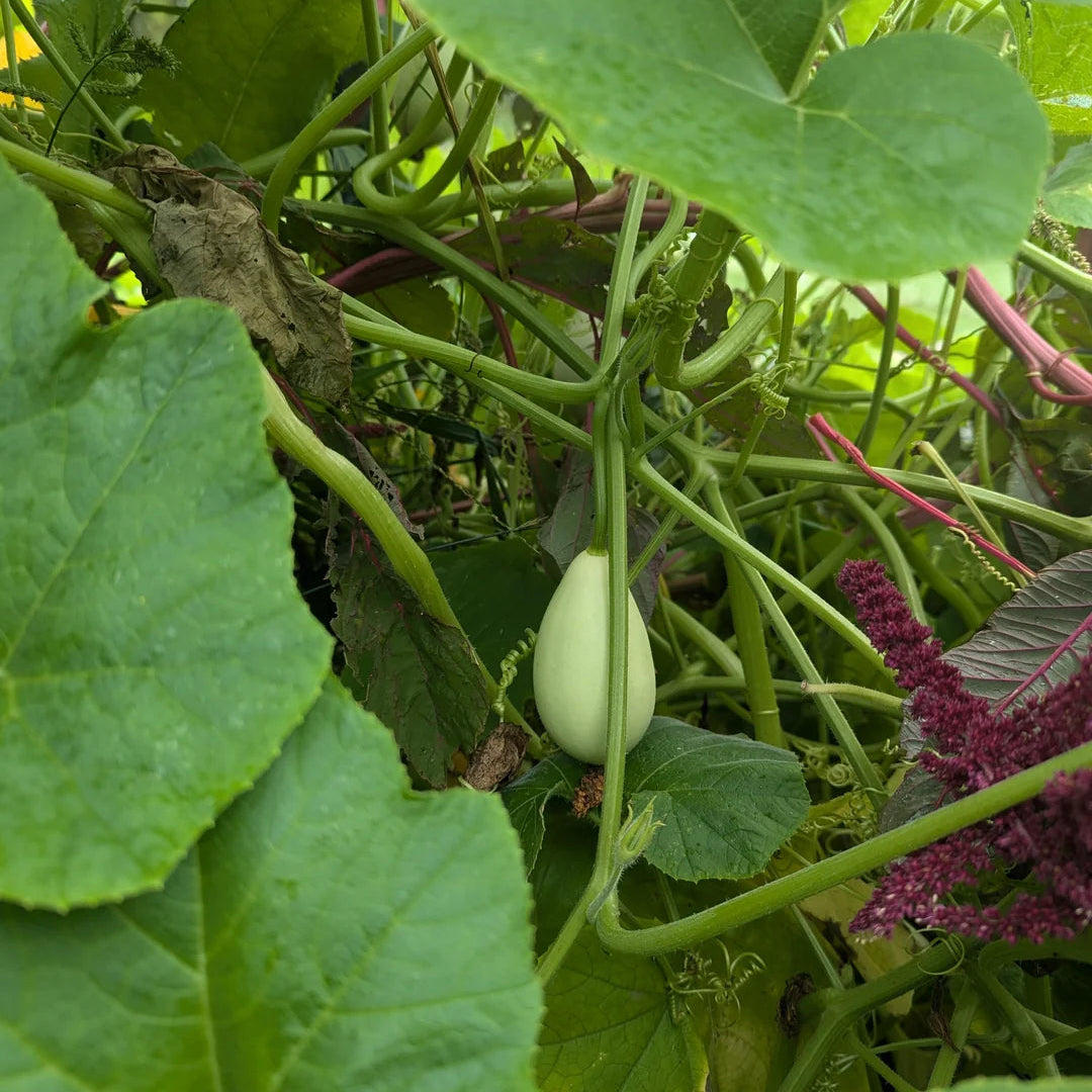 Graines de légumes Nest Egg Gourds
