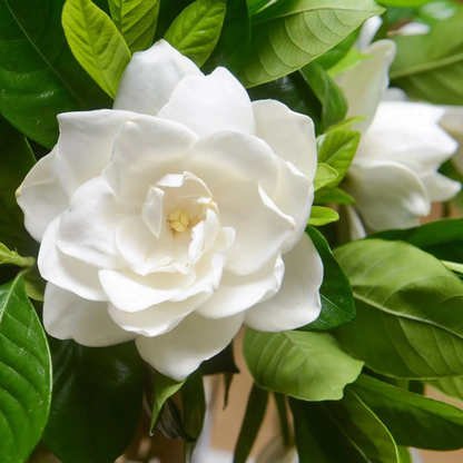 Gardenia Jasminoides Blumensamen
