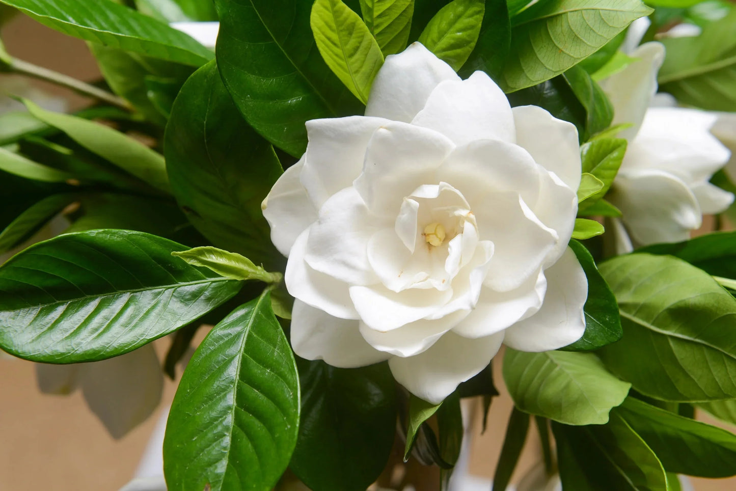 Gardenia Jasminoides Flower Seeds