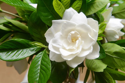 Gardenia Jasminoides Flower Seeds