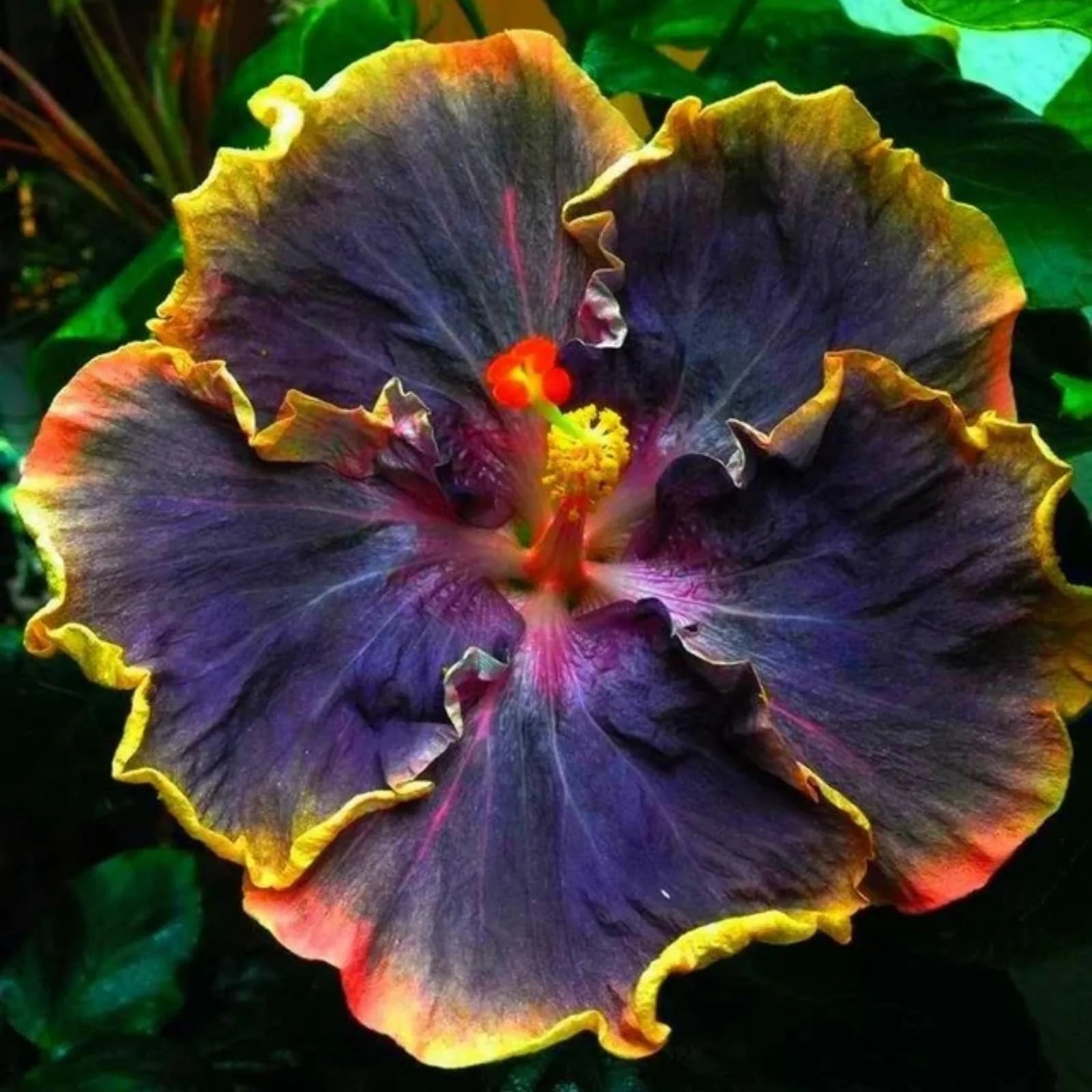 rosa sinensis seeds Yellow and Black Hibiscus (Hibiscus rosa-sinensis) Flower Seeds for Pl – Pure Asia Seeds