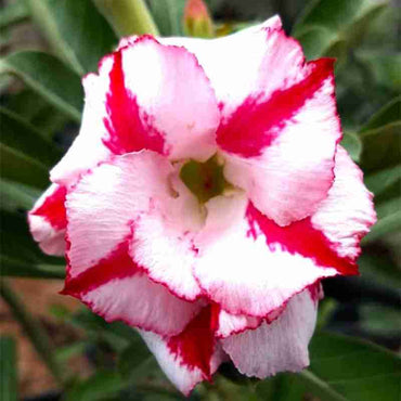 Double Desert Rose Flower Seeds