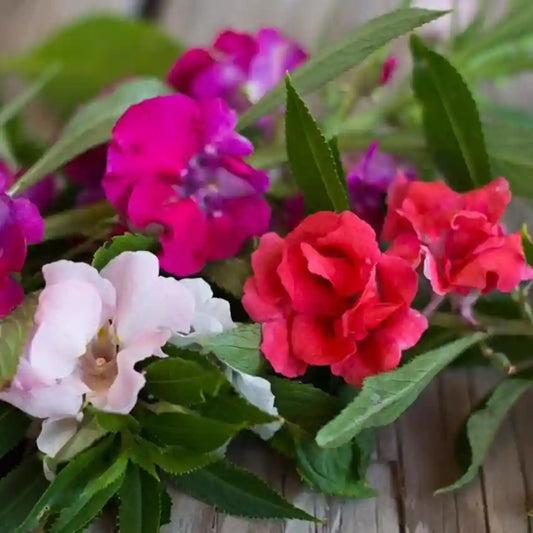 Mixing Camellia Flowers Seeds