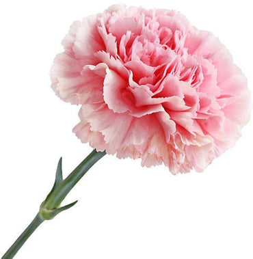 Pink Carnation Flower Seeds