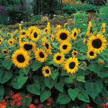 Black Oil Sunflower Seeds