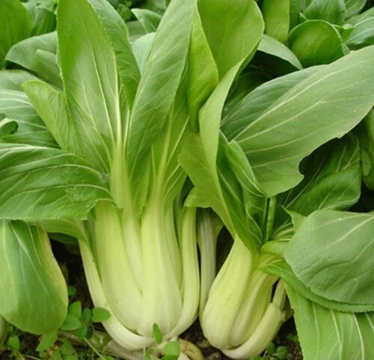 Semi di verdura Bok Choy Pak Choi