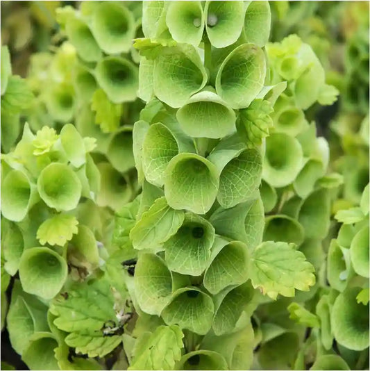 Bells of Ireland Flower Seeds