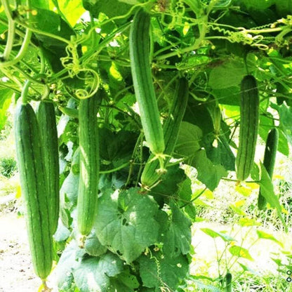 Semillas de hortalizas de Luffa Aegyptiaca