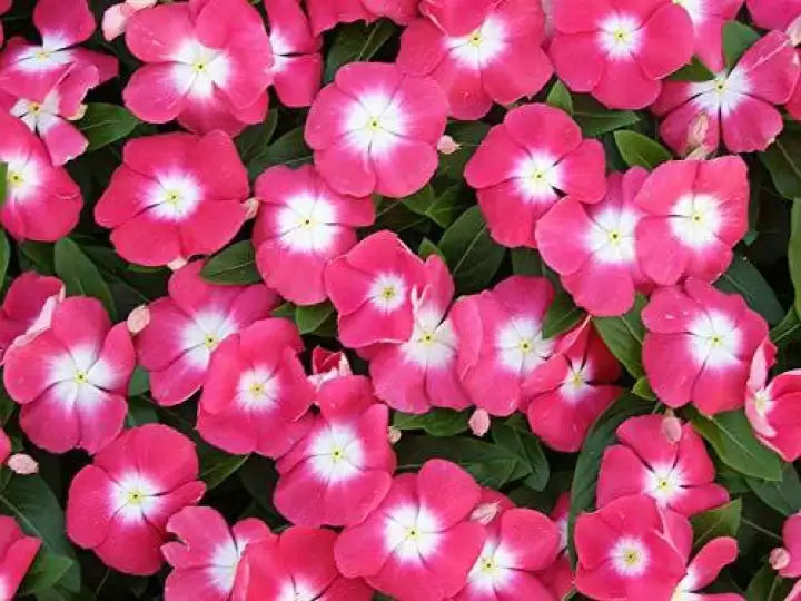 Vinca (Vinca Victory) seeds for planting in home garden