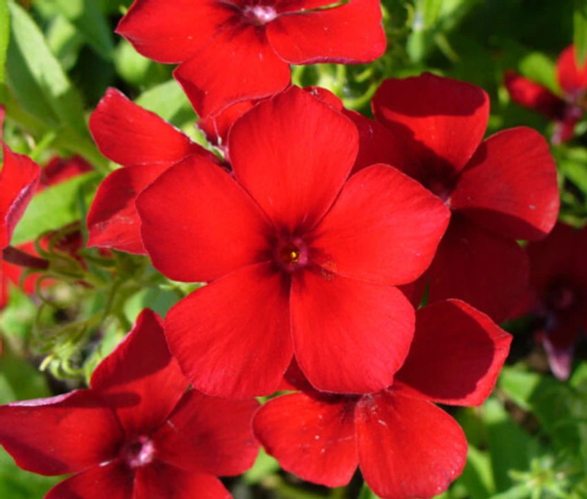 Red Phlox Flower Seeds