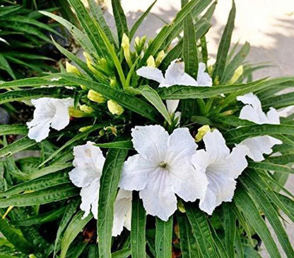 White Mexican Petunia Flower Seeds