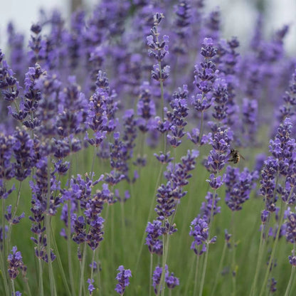 Munstead Lavender Herb Seeds