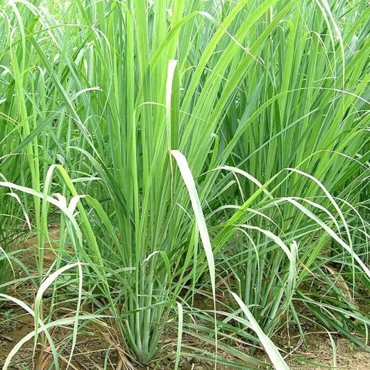 Lemon Grass Herb Seeds