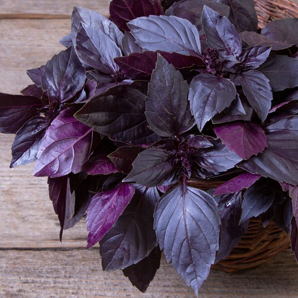 Basil 'Red Freddy' Herb Seeds