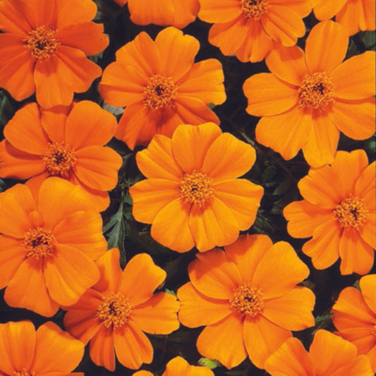 French Marigold 'Disco Orange' – Bright & Lively Garden Flower